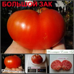 БОЛЬШОЙ ЗАК (Big Zac) - красный крупноплодный томат, 10 семян