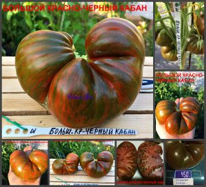 БОЛЬШОЙ КРАСНО-ЧЕРНЫЙ КАБАН (Large Red and Black Boar) - ранний шоколадный полосатый крупноплод, 10 семян