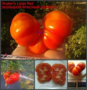 БОЛЬШОЙ КРАСНЫЙ ШЕЙКЕР (Shaker's Large Red) - красный рифленый томат, 10 семян