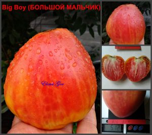 БОЛЬШОЙ МАЛЬЧИК (Big Boy) - красное раннее сердце, 10 семян