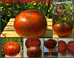 БОЛЬШОЙ ПОЛОСАТЫЙ КАБАН (LARGE STRIPED BOAR) - ранний шоколадный сладкий томат, 10 семян
