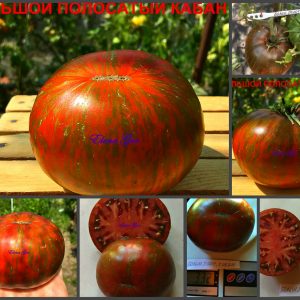 БОЛЬШОЙ ПОЛОСАТЫЙ КАБАН (LARGE STRIPED BOAR) - ранний шоколадный сладкий томат, 10 семян