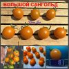 БОЛЬШОЙ САНГОЛЬД (BIG SUNGOLD SELECT) - круглый оранжевый ранний сладкий черри, 10 семян