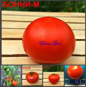БОННИ-М (BONNY-M) - ранний красный округлый карликовый томат, 10 семян
