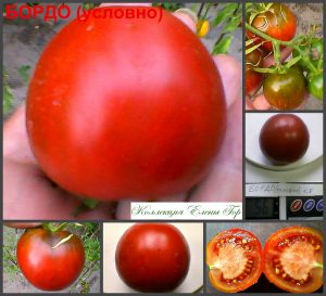 БОРДО (BORDO) - шоколадный сладкий томат, 10 семян