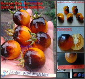 БОСКЕ СИНИЙ ШМЕЛЬ (Bosque Blue Bumblebee) - супер красивый сладкий сорт, антоциан, 10 семян