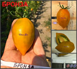 БРОНЗА (Bronza) - ранняя бронзовая сливка, 10 семян