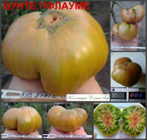 БУНТЕ ПФЛАУМЕ (Bunte Pflaume) - яркий красивый би-колор, 10 семян