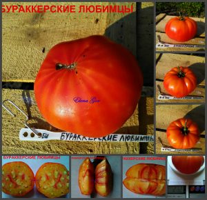 БУРАККЕРСКИЕ ЛЮБИМЦЫ (BURRACKER'S FAVORITE) - супер сладкий яркий би-колор, 10 семян