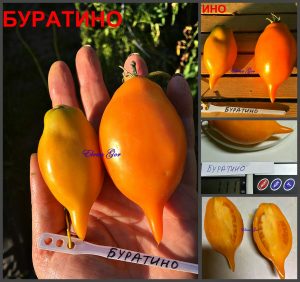 БУРАТИНО (PINOCCHIO) - оранжевая сливка с оттянутым носиком, 10 семян