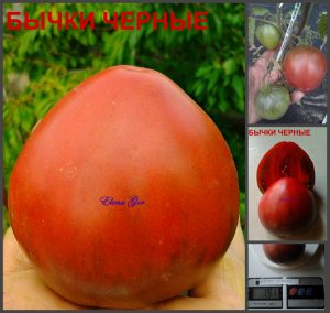 БЫЧКИ ЧЕРНЫЕ (BULLS BLACK) - шоколадное мясистое сердце, 10 семян