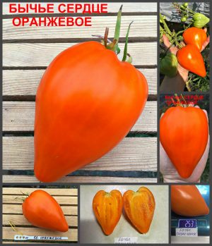 БЫЧЬЕ СЕРДЦЕ ОРАНЖЕВОЕ (BEEF HEART ORANGE) - оранжевое утонченное сладкое сердце, 5 семян БЫЧЬЕ СЕРДЦЕ ОРАНЖЕВОЕ (BEEF HEART ORANGE) - оранжевое утонченное сладкое сердце