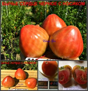 БЫЧЬЕ СЕРДЦЕ ЧЕРНОЕ С НОСИКОМ (BEEF HEART WITH BLACK SPOUT) - шоколадное сердце, 10 семян