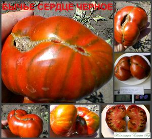 БЫЧЬЕ СЕРДЦЕ ЧЕРНОЕ - шоколадное сладкое сердце, 10 семян