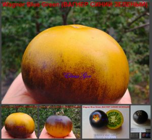 ВАГНЕРА СИНИЙ ЗЕЛЕНЫЙ - округлый желтый томат