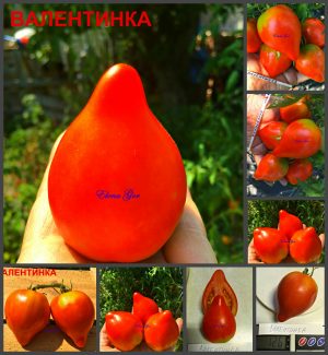 ВАЛЕНТИНКА (VALENTINKA) - раннее красивое красное сердце