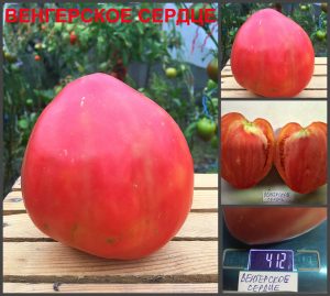 ВЕНГЕРСКОЕ СЕРДЦЕ (HUNGARIAN HEART) - среднеспелое розовое сердце, 10 семян