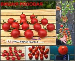 ВИШНЯ РОЗОВАЯ (CHERRY PINK) - ранний розовый черри со сложной кистью, 10 семян ВИШНЯ РОЗОВАЯ (CHERRY PINK) - ранний розовый черри со сложной кистью, 10 семян