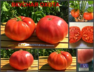 ВКУСНАЯ ОХОТА НАПРЯГАТЬСЯ (Delicious Hunt Strain Tomato) - розовый крупный малиновый бифштекс, 10 семян ВКУСНАЯ ОХОТА НАПРЯГАТЬСЯ (Delicious Hunt Strain Tomato) - розовый крупный малиновый бифштекс, 10 семян
