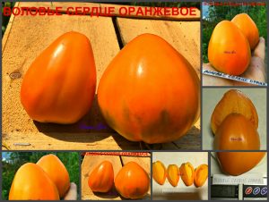 ВОЛОВЬЕ СЕРДЦЕ ОРАНЖЕВОЕ (OXHEART ORANGE) - раннее оранжевое масляное сердце, 5 семян ВОЛОВЬЕ СЕРДЦЕ ОРАНЖЕВОЕ (OXHEART ORANGE) - раннее оранжевое масляное сердце, 5 семян