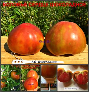 ВОЛОВЬЕ СЕРДЦЕ ЧЕРНОЕ (ШОКОЛАДНОЕ), OX HEART IS BLACK - шоколадное крупное сердце, 10 семян