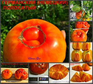 ГЕРМАНСКИЙ/НЕМЕЦКИЙ ПОЛОСАТЫЙ (GERMAN STRIPED) - ранний крупный сладкий би-колор, 10 семян