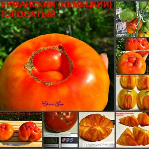 ГЕРМАНСКИЙ/НЕМЕЦКИЙ ПОЛОСАТЫЙ (GERMAN STRIPED) - ранний крупный сладкий би-колор, 10 семян