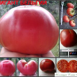 ГИГАНТ БЕЛЬГИИ (GIANT OF BELGIUM) - крупный розовый сладкий бифштекс, 10 семян