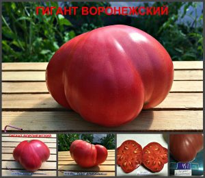 ГИГАНТ ВОРОНЕЖСКИЙ (GIANT PINK VORONEZH) - крупный розовый вкусный бифштекс, 10 семян ГИГАНТ ВОРОНЕЖСКИЙ (GIANT PINK VORONEZH) - крупный розовый вкусный бифштекс, 10 семян