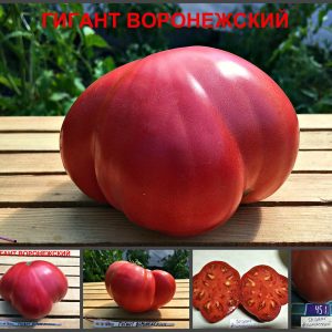 ГИГАНТ ВОРОНЕЖСКИЙ (GIANT PINK VORONEZH) - крупный розовый вкусный бифштекс, 10 семян