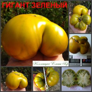 ГИГАНТ ЗЕЛЕНЫЙ (Green Giant) - зеленый очень сладкий фруктовый бифштекс, 10 семян
