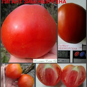 ГИГАНТ ЗИБЕНБУРГЕНА (Giant of Siebenburgen) - красное вкусное сердце, 10 семян