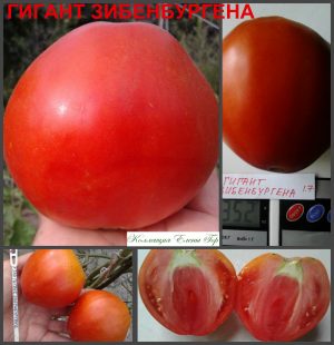 ГИГАНТ ЗИБЕНБУРГЕНА (Giant of Siebenburgen) - красное вкусное сердце, 10 семян