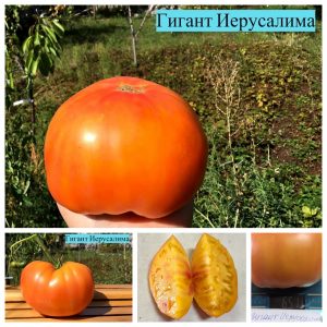 ГИГАНТ ИЕРУСАЛИМА (GIANT JERUSALEM) - очень вкусный гигантский би-колор, 10 семян