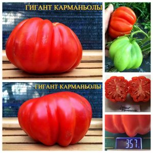 ГИГАНТ КАРМАНЬОЛЫ (GIGANTE DI CARMAGNOLA) - ранний очень сладкий красный трюфель, 10 семян