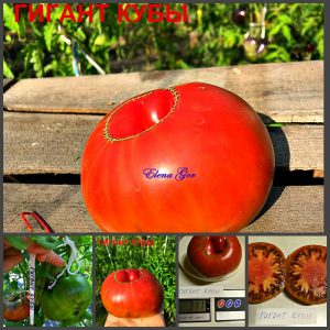 ГИГАНТ КУБЫ (Cuba giant black) - ранний пурпурный бифштекс, 10 семян