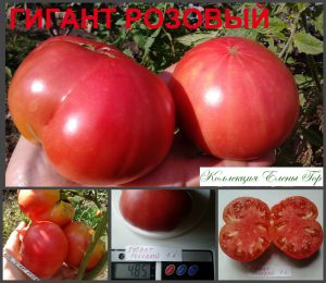 ГИГАНТ РОЗОВЫЙ - крупный розовый бифштекс для переработки, 10 семян