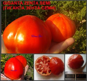 ГИГАНТА ЗЕНТА СЕМИ (GIGANTA ZENTA SEMI) - раннее красное крупное сердце, 10 семян ГИГАНТА ЗЕНТА СЕМИ (GIGANTA ZENTA SEMI) - раннее красное крупное сердце, 10 семян