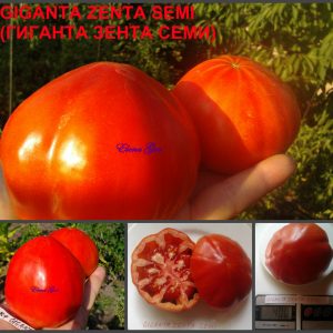 ГИГАНТА ЗЕНТА СЕМИ (GIGANTA ZENTA SEMI) - раннее красное крупное сердце, 10 семян