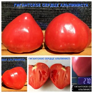 ГИГАНТСКОЕ СЕРДЦЕ АЛЬПИНИСТА (Giant Heart Climber) - малиновое очень вкусное сердце, 5 семян