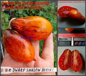 ГНОМ БОЙ С ТЕНЬЮ (DWARF SHADOW BOXING Long) - яркая полосатая сливка из серии Dwarf, антоциан, 5 семян