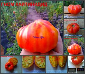 ГНОМ КАЙТИДИД (DWARF CAITYDID) - яркий красивый би-колор из серии Dwarf, 5 семян