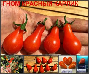 ГНОМ КРАСНЫЙ КАРЛИК (Red Dwarf Romanian) - красная сливка со сложной кистью из серии Dwarf, 5 семян