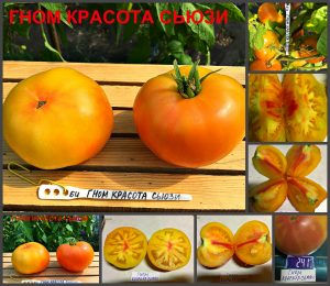 ГНОМ КРАСОТА СЬЮЗИ (Dwarf Suzy’s Beauty) - яркий красивый би-колор из серии Dwarf, 5 семян