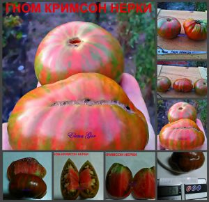 ГНОМ КРИМСОН НЕРКИ (DWARF CRIMSON SOCKEYE) - пурпурный полосатый бифштекс из серии Dwarf, 5 семян