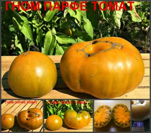 ГНОМ ПАРФЕ ТОМАТ (DWARF PARFAIT TOMATO) - зелено-бронзовый крупный томат из серии Dwarf, 5 семян ГНОМ ПАРФЕ ТОМАТ (DWARF PARFAIT TOMATO) - зелено-бронзовый крупный томат из серии Dwarf, 5 семян