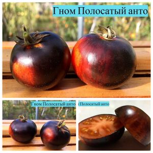 ГНОМ ПОЛОСАТЫЙ АНТО (DWARF STRIPED ANTO) - яркий красно-синий томат из серии Dwarf, антоциан, 5 семян