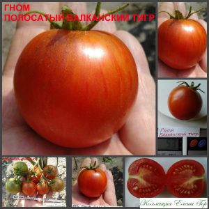 ГНОМ ПОЛОСАТЫЙ БАЛКАНСКИЙ ТИГР (DWARF STRIPED BALKAN TIGER) - красный полосатый супер-урожайный томат из серии Dwarf, 5 семян