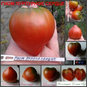ГНОМ ПУРПУРНОЕ СЕРДЦЕ (DWARF PURPLE HEART) - красивое пурпурное сердце из серии Dwarf, 5 семян