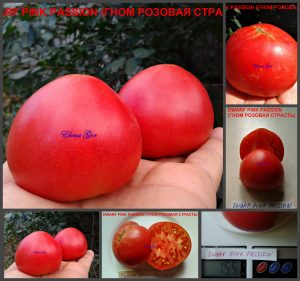 ГНОМ РОЗОВАЯ СТРАСТЬ (DWARF PINK PASSION) - красивое малиновое сердце из серии Dwarf, 5 семян